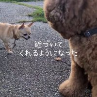 プードルに近づくチワワ