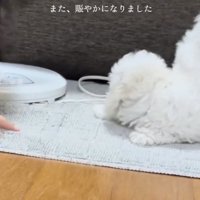 飼い主さん、毎日が体力勝負！