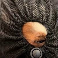 リュックに入るポテトちゃんとウニちゃん7