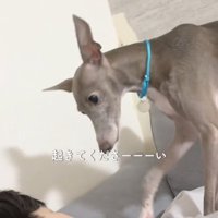 見つめる犬1