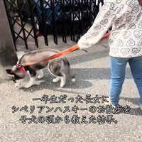 お散歩の練習開始