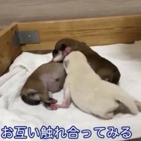 体を寄せ合う3匹の犬
