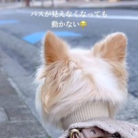 バスが去った場所を見つめ続けるチワワ