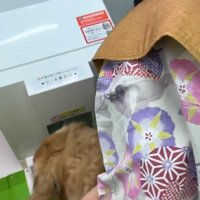 プリクラの撮影ブースの中を眺める犬