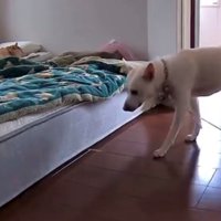 ベッドの方へ静かに歩く犬
