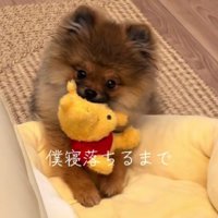 ぬいぐいるみで遊ぶチャンスくん