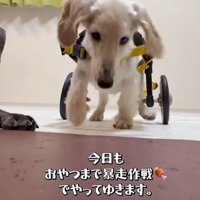 琥珀くんの車椅子練習