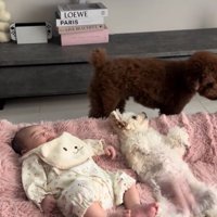 眠る赤ちゃんと小型犬兄妹