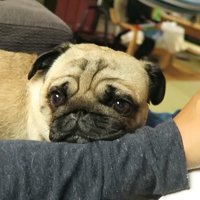 お仕事を始めると、腕にあご乗せ