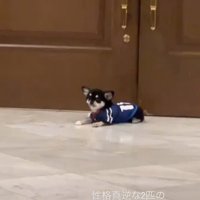 座る犬