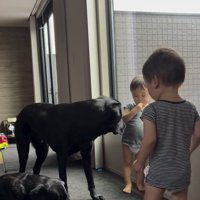 おやつを食べる双子の赤ちゃんと、双子の赤ちゃんに寄り添う2頭の犬