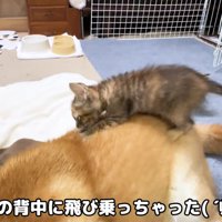 背中にダイブ！？