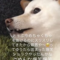 固まる犬