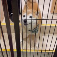 サロンに預けられる豆助座衛門くん2