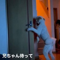 ますお君の人間のような行動3