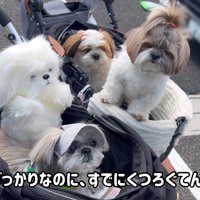 シーズー仲間との交流♪