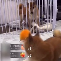 ロックくん＆ボブくんのハプニング6