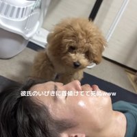 寝ている男性を至近距離で見つめるトイプー