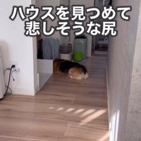 ハウスを見つめて悲しそうな中型犬