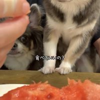 スイカを見つめる2匹の犬