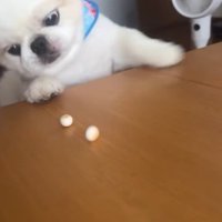 ボーロを食べたいワンコ9