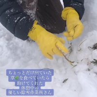 美味しい草を捜索中