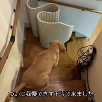 ちゃんと下りてきました♪