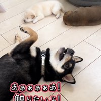 仰向けになる犬