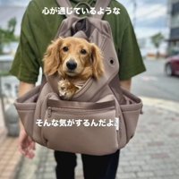 男性の背負うリュックサックから顔を出すカニヘンダックスフンド