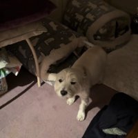 飛行機耳で喜んでいるけど…