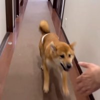ボブくんもお母さんのもとへ
