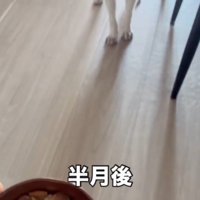 飼い主が持っている器を見つめる子犬