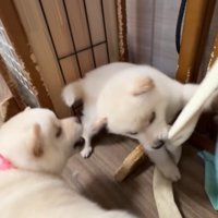 遊び始めたかと思いきや…