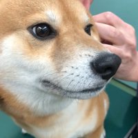 耳を触られるれお君