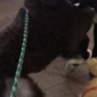 パパさんとプルミちゃん＆バニーちゃんの再会4