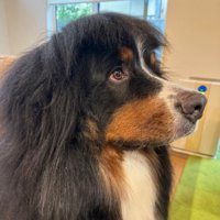 横を向く五右衛門風わんこ