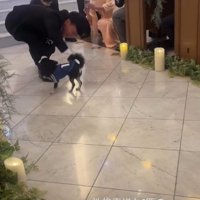 犬の後ろ姿