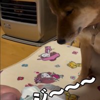 息子さんを見つめるきなこちゃん4