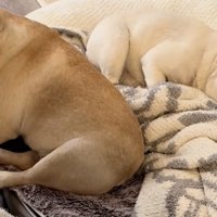 体調不良の飼い主さんに散歩に誘われて…？