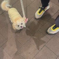 お迎えに来てくれたプティちゃん8