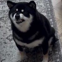 歯を見せる犬