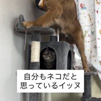 キャットタワーに登る犬と見守る猫