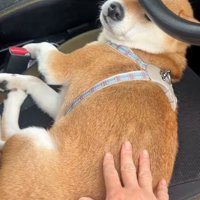 目が隠れ始めるなっとうちゃん