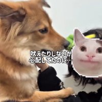 ママさん旅行中のラッキーくん7