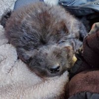 車内で眠る犬