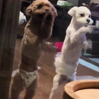 愛犬たちがカリカリを始めた！