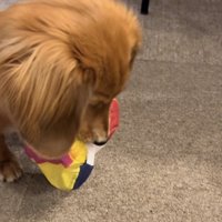 目の前におやつ1つ