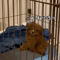 注射後のむぎ君7