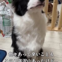 おすわりをする犬