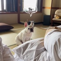 返事をする小型犬